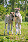 Konik foal