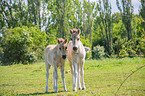 Konik foals