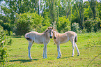 Konik foals