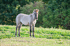 standing Konik