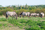 standing Konik