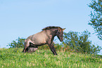 Konik in nature