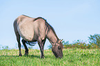 walking Konik