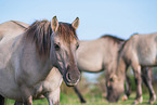 Konik in nature