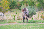 Konik in nature