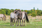 standing Konik