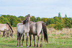 standing Konik