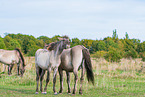 standing Konik