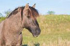 Konik portait