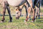 standing Konik