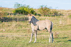 Konik foal