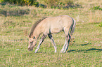 Konik foal