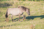 walking Konik