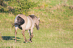 walking Konik