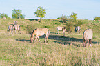 standing Konik