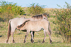 standing Konik