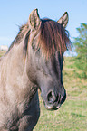 Konik portait