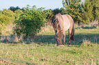 standing Konik