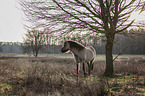 standing Konik