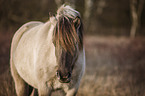 Konik portrait