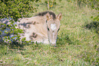 lying Konik Foal