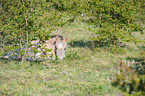 lying Konik Foal