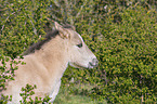 Konik Foal portrait