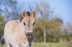 Konik Foal portrait