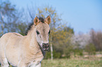 Konik Foal portrait