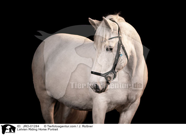 Latvian Riding Horse Portrait / JRO-01284