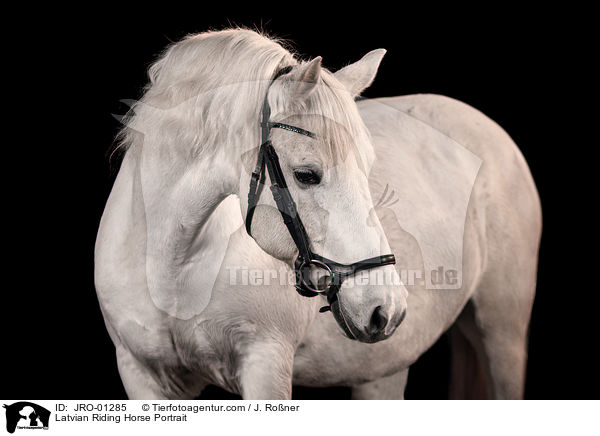 Latvian Riding Horse Portrait / JRO-01285