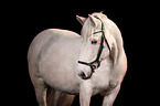 Latvian Riding Horse Portrait