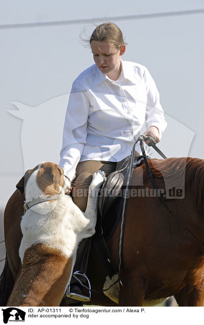 rider accompanied by dog / AP-01311