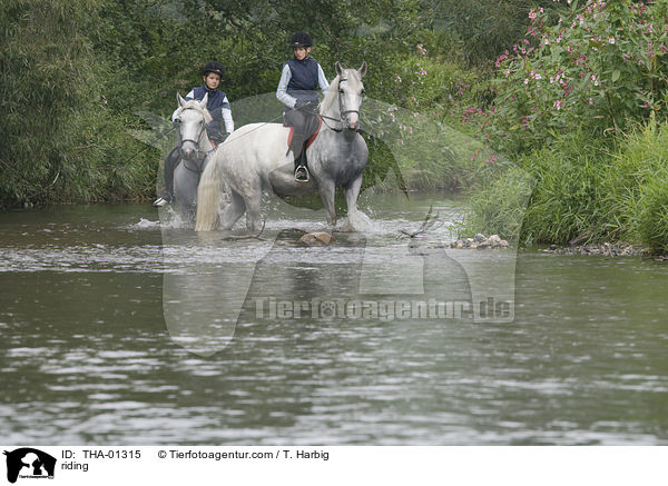 Freizeitreiten / riding / THA-01315