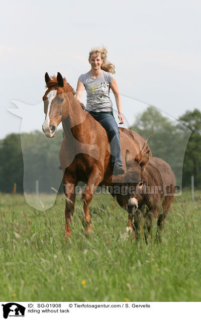 riding without tack / SG-01908