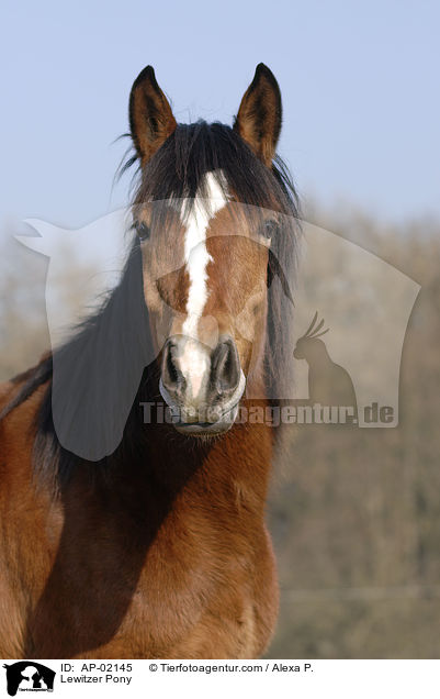 Lewitzer Pony / AP-02145