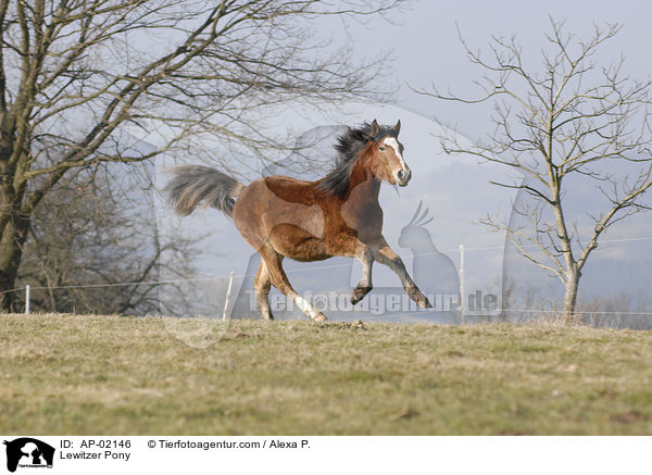 Lewitzer Pony / AP-02146