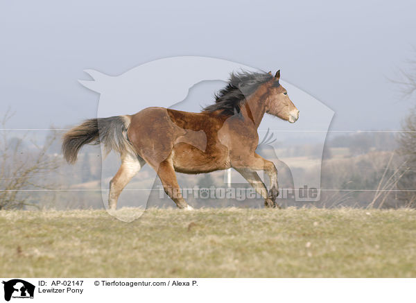 Lewitzer Pony / AP-02147