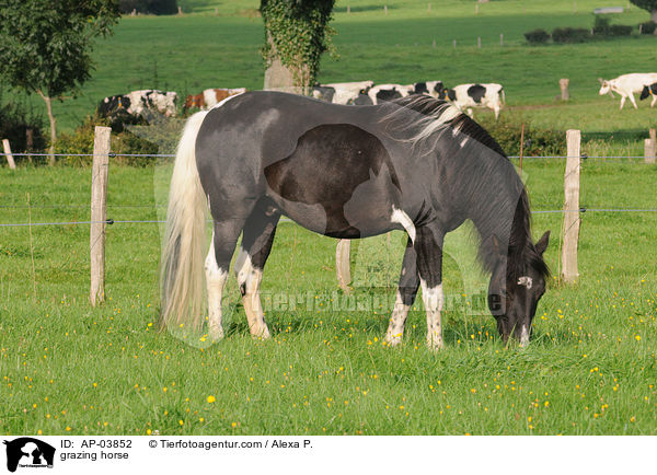 grasender Lewitzer / grazing horse / AP-03852