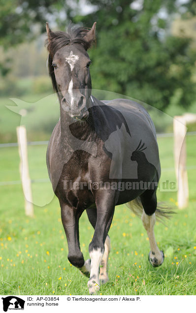 rennender Lewitzer / running horse / AP-03854