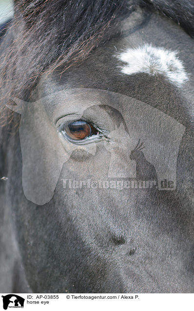Pferdeauge / horse eye / AP-03855