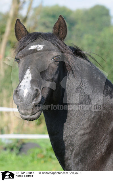 Lewitzer Portrait / horse portrait / AP-03856