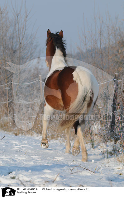 trotting horse / AP-04614