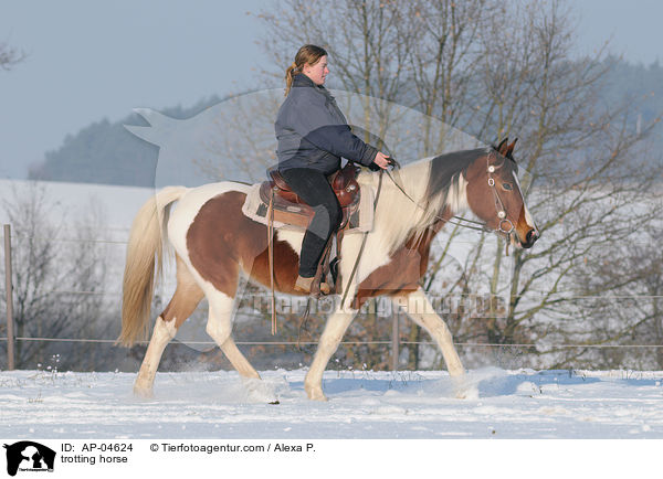 trabender Lewitzer / trotting horse / AP-04624