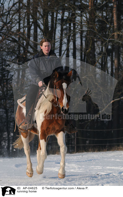 rennender Lewitzer / running horse / AP-04625