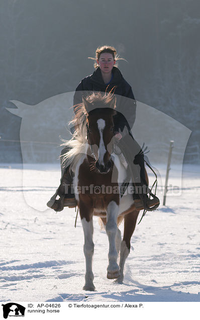 rennender Lewitzer / running horse / AP-04626