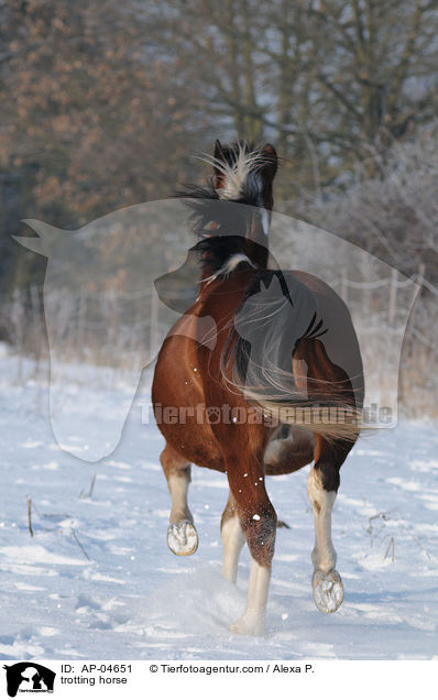 trabender Lewitzer / trotting horse / AP-04651