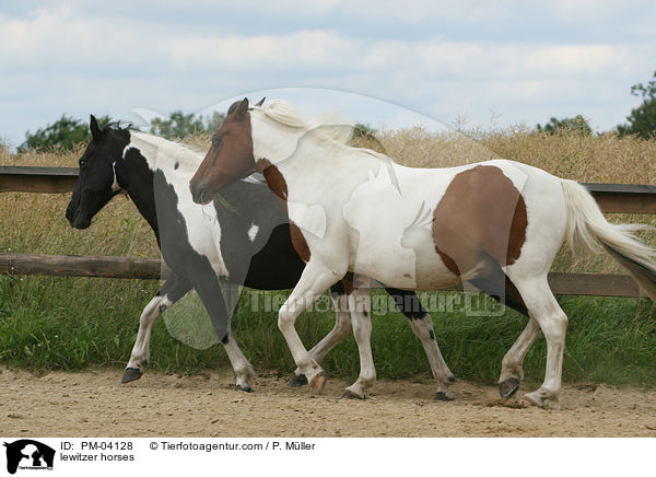 Lewitzer / lewitzer horses / PM-04128