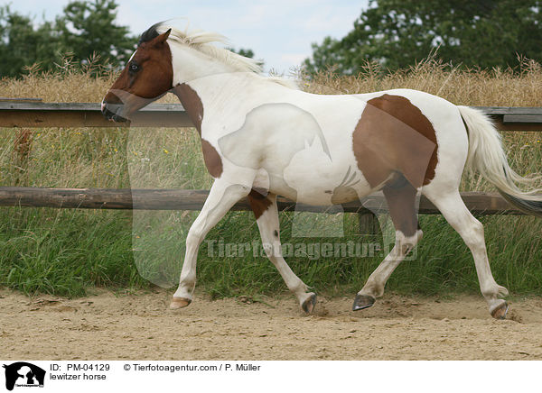 Lewitzer / lewitzer horse / PM-04129