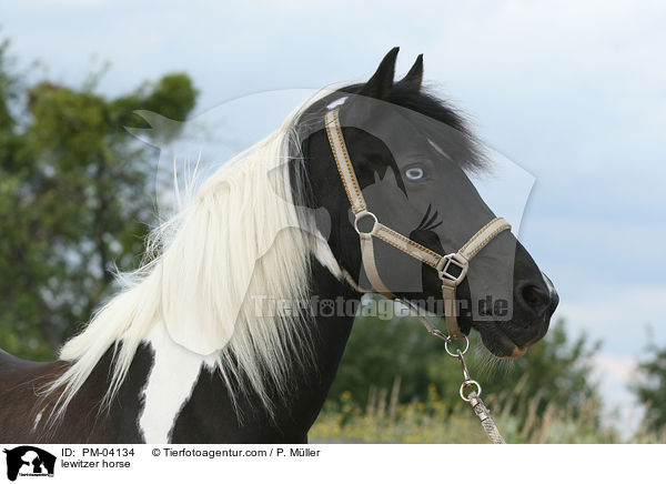 Lewitzer / lewitzer horse / PM-04134